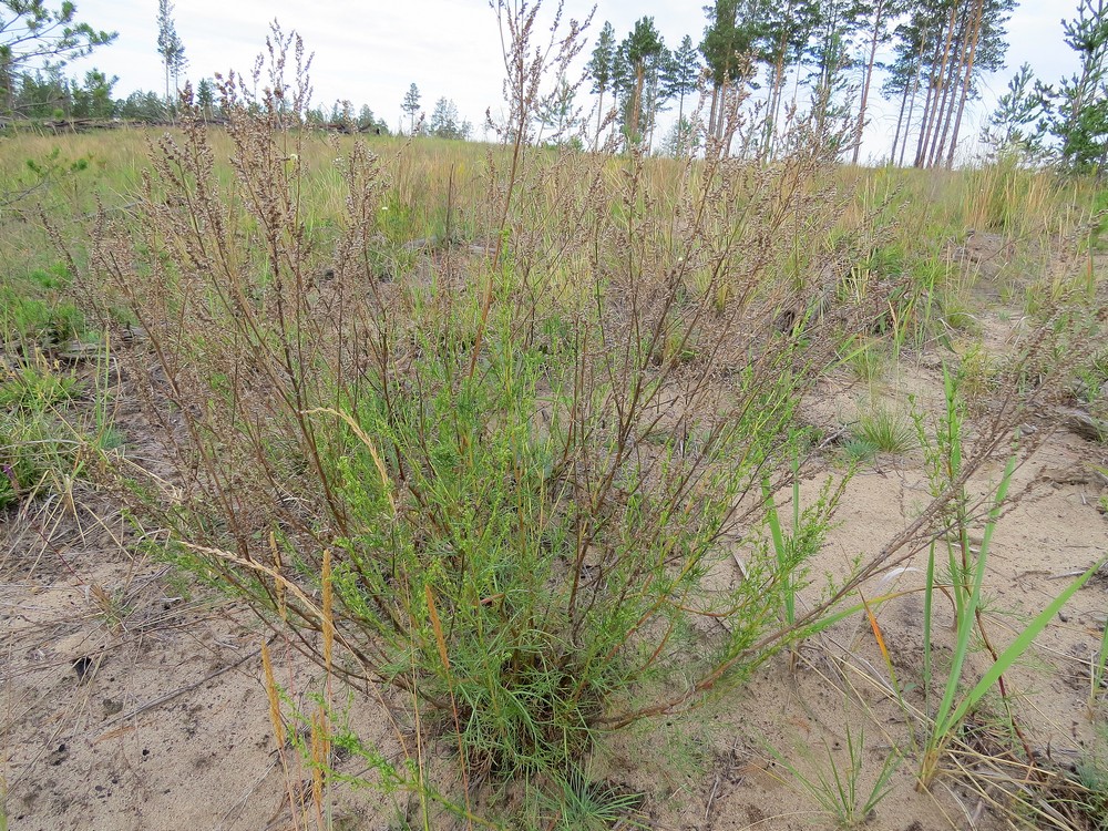 Image of Artemisia marschalliana specimen.