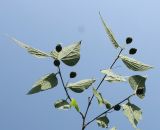 Celtis biondii