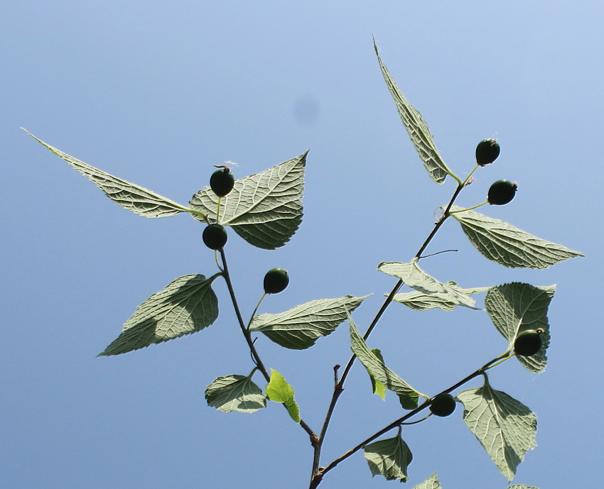 Изображение особи Celtis biondii.