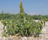 Amaranthus retroflexus. Цветущее растение. Краснодарский край, м/о Анапа, окр. ст. Благовещенская, Кизилташский лиман, коса Голенькая, ракушечный пляж. 09.08.2014.