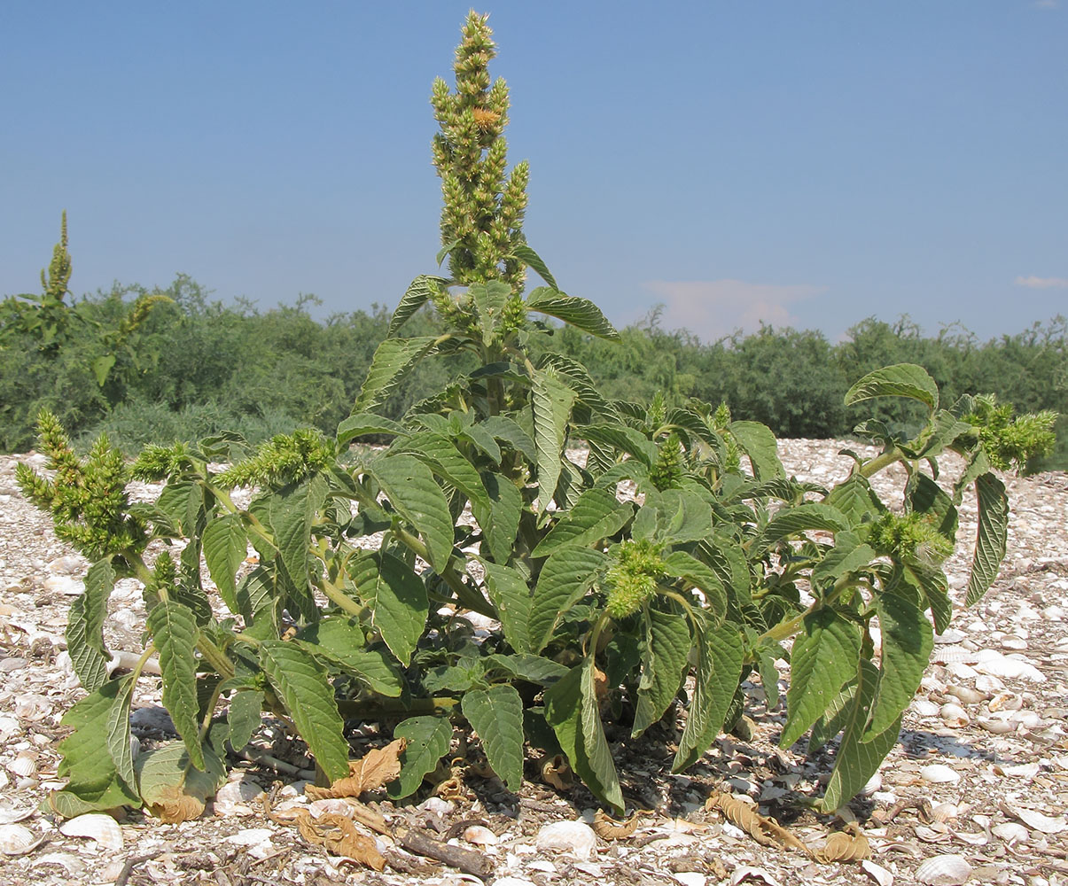 Изображение особи Amaranthus retroflexus.