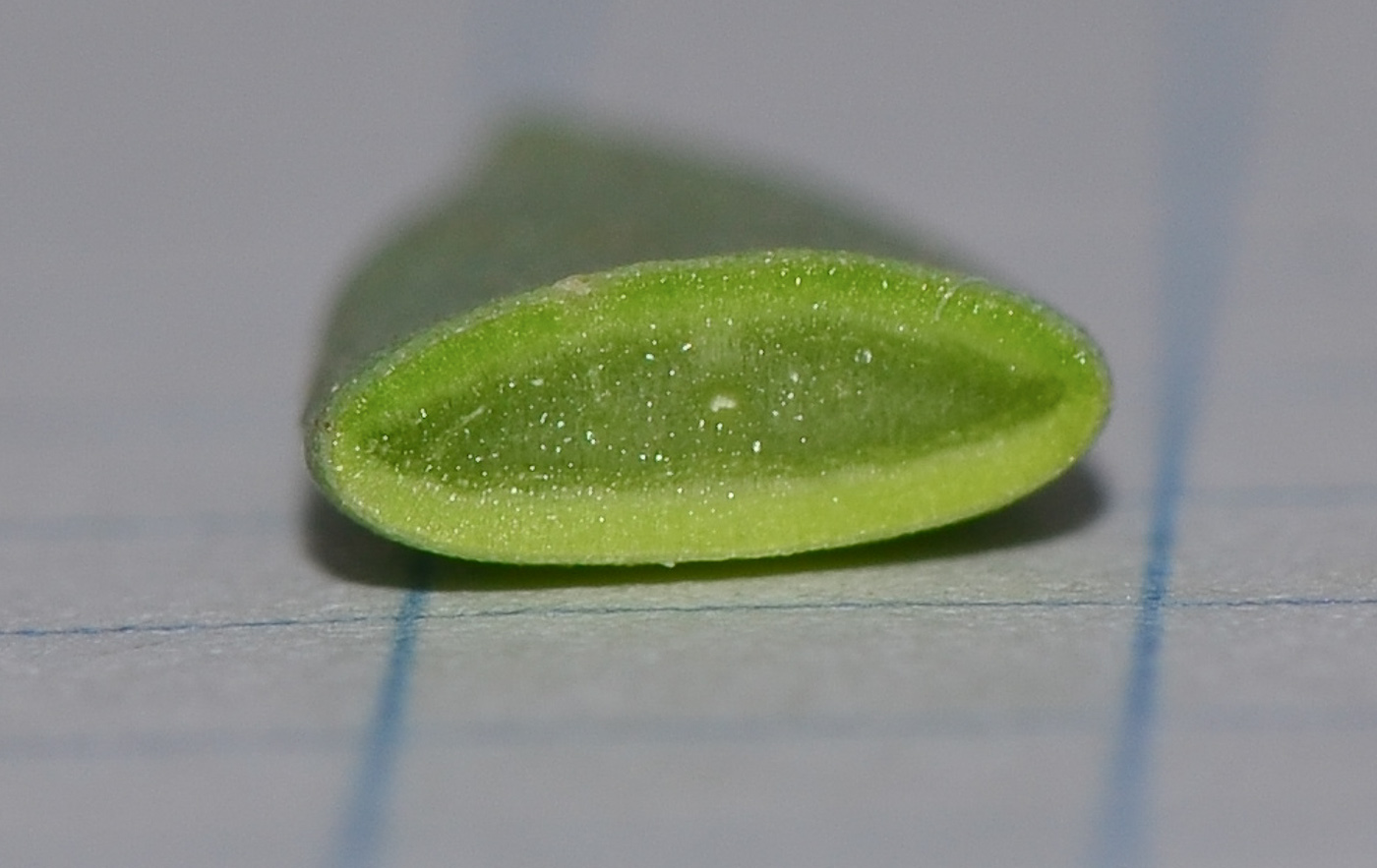 Image of Sesuvium portulacastrum specimen.