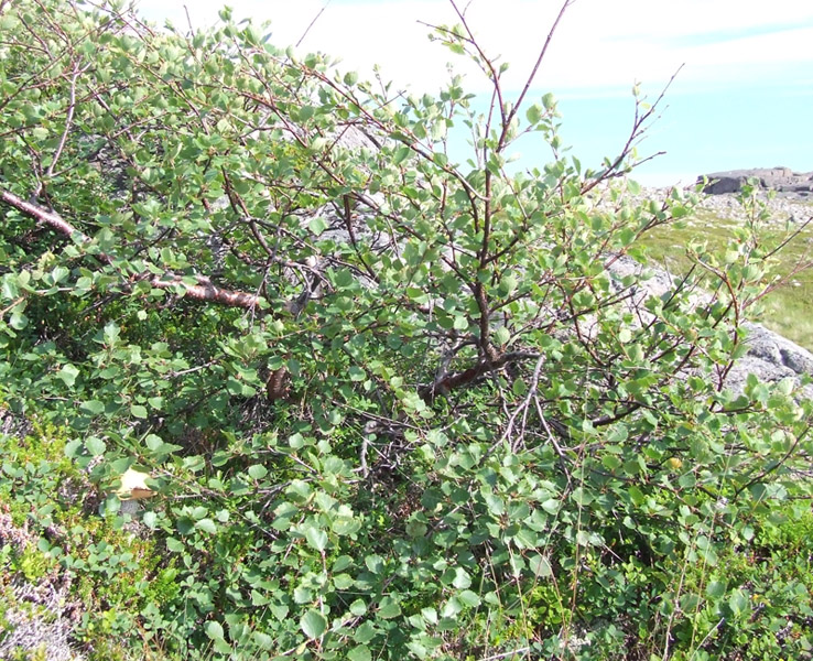 Image of genus Betula specimen.