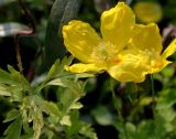 Papaver cambricum. Цветки и листья. Германия, г. Крефельд, Ботанический сад. 06.09.2014.