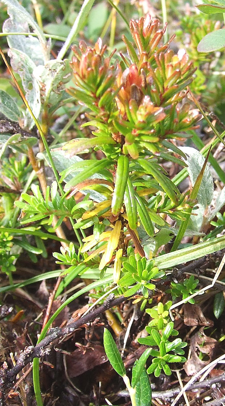 Изображение особи Phyllodoce caerulea.