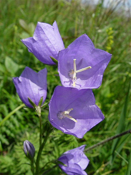 Image of Campanula persicifolia specimen.