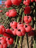 Ephedra distachya