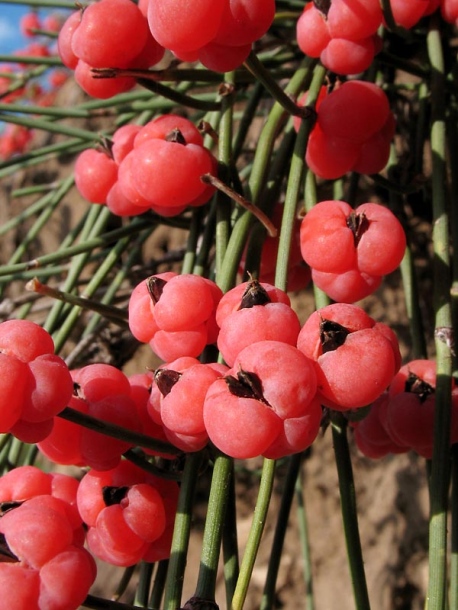 Image of Ephedra distachya specimen.