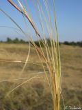 Stipa capillata