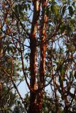 Arbutus andrachne