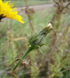 Picris hieracioides. Зреющие соплодие. Краснодарский край, Кущёвский р-н, станица Шкуринская, обочина. 03.10.2009.