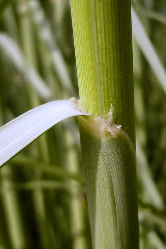 Image of Cortaderia selloana specimen.