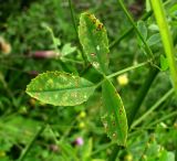 Image of taxon representative. Author is Геннадий Окатов