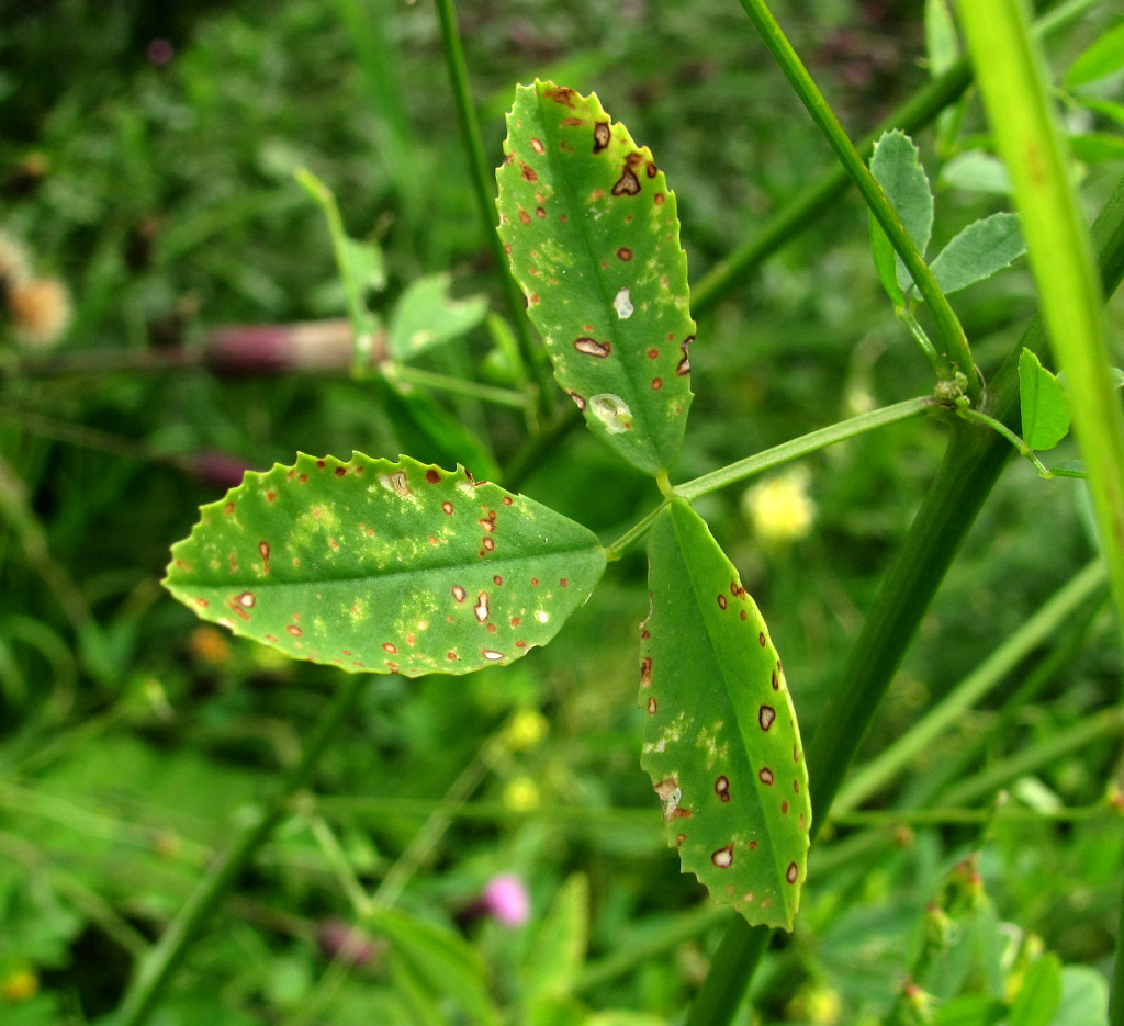 Изображение особи Melilotus officinalis.