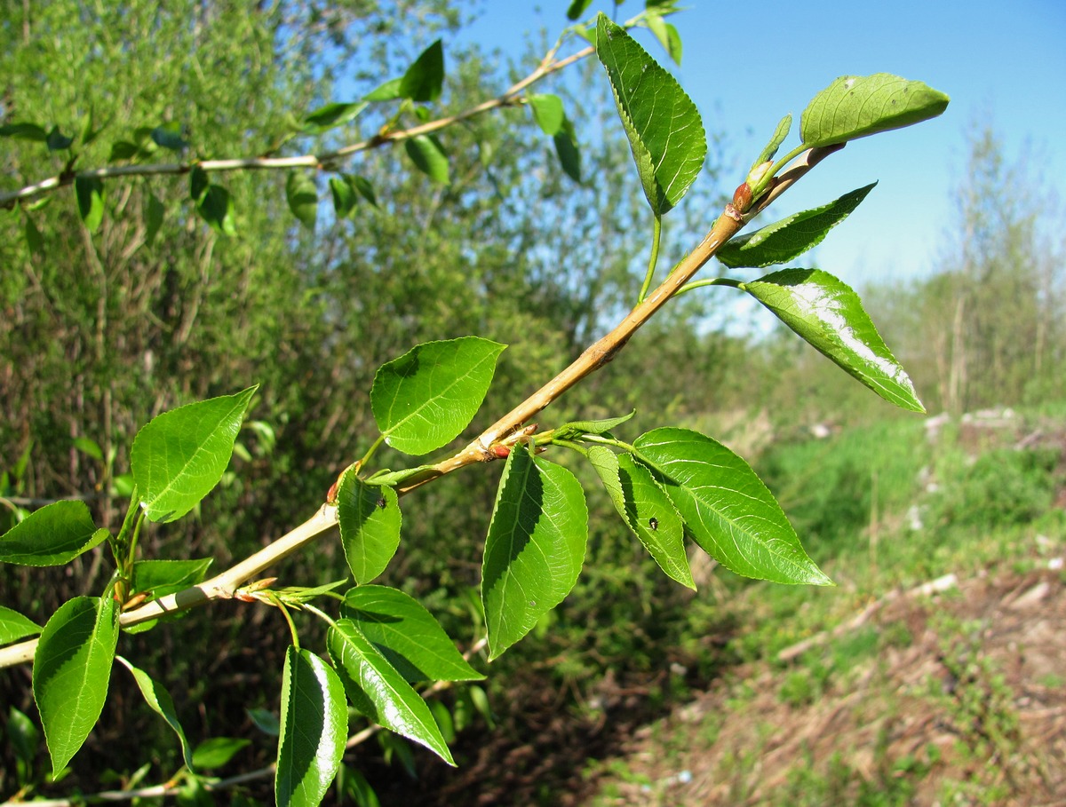 Изображение особи Populus laurifolia.