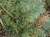 Cupressus sempervirens. Ветвь с шишкой и микростробилами. Черногория, муниципалитет Будва, окр. пос. Каменово, окраина заброшенного парка, набережная. 06.10.2014.