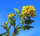 Lysimachia vulgaris