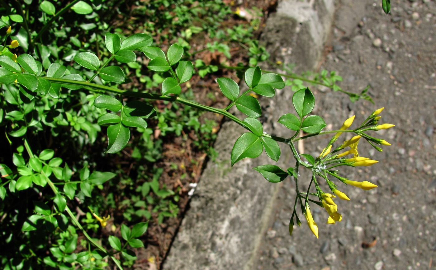 Изображение особи Jasminum floridum.