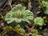 Lamium amplexicaule. Верхушка расцветающего растения. Краснодарский край, м/о г. Новороссийск, гора Рябкова, скальное обнажение. 15.03.2015.