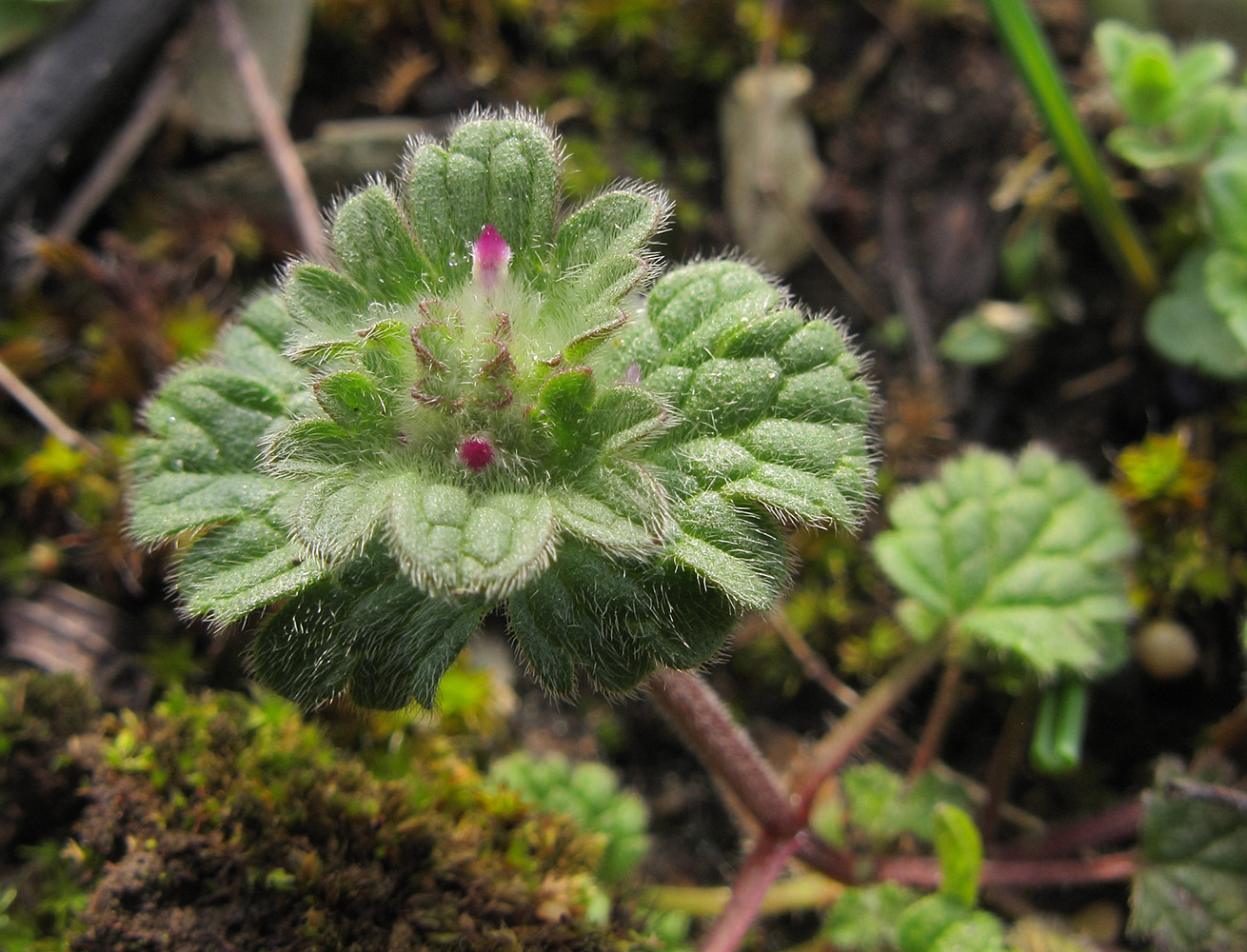 Image of Lamium amplexicaule specimen.