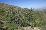 Crataegus pontica