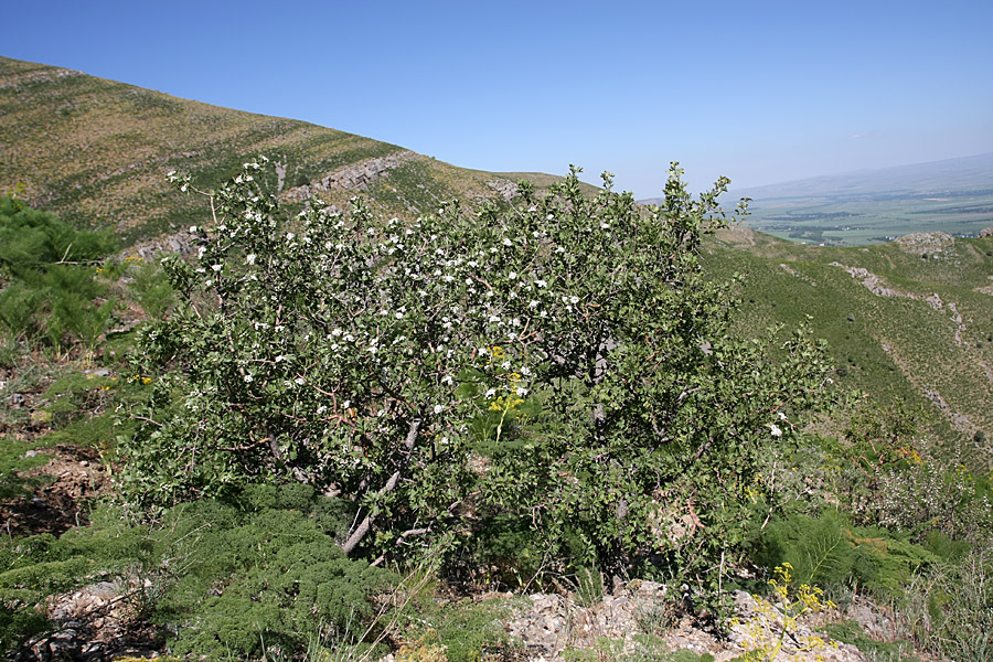 Image of Crataegus pontica specimen.
