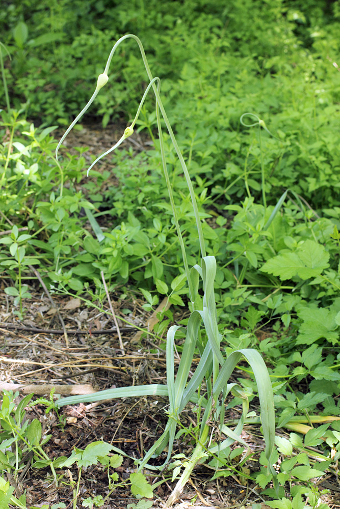 Изображение особи Allium atroviolaceum.