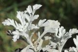 Artemisia stelleriana