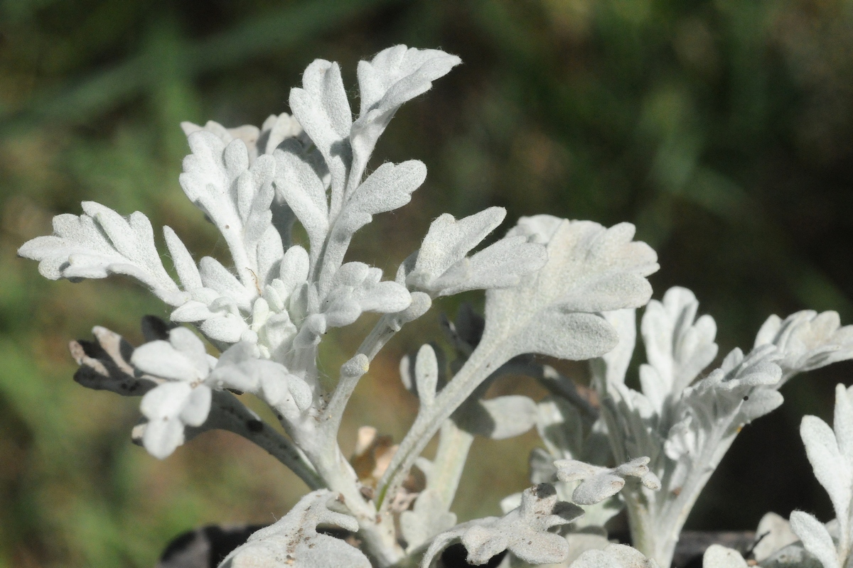 Изображение особи Artemisia stelleriana.