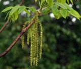 Juglans mandshurica