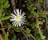 Drosanthemum