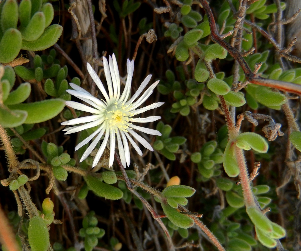 Изображение особи род Drosanthemum.