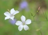 Linum tenuifolium. Цветки и бутоны. Черноморское побережье Кавказа, окр. г. Новороссийск, хребет Маркотх, Нефтяная балка, томилляры. 30 мая 2015 г.