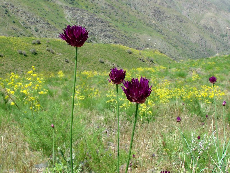 Изображение особи Allium jodanthum.