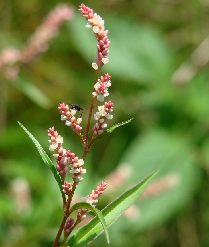 Image of genus Persicaria specimen.