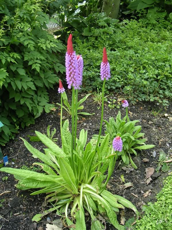 Image of Primula vialii specimen.