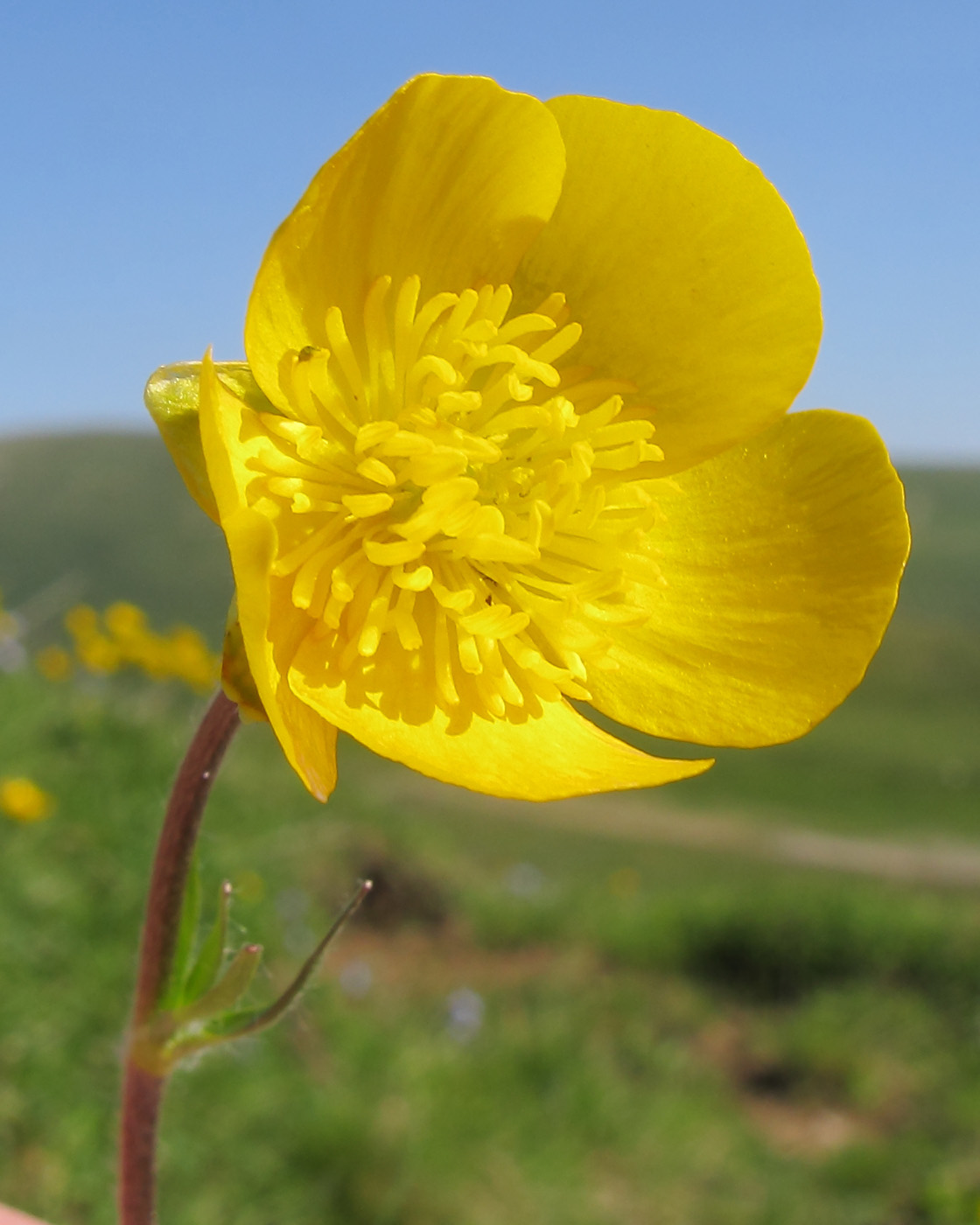 Image of Ranunculus raddeanus specimen.