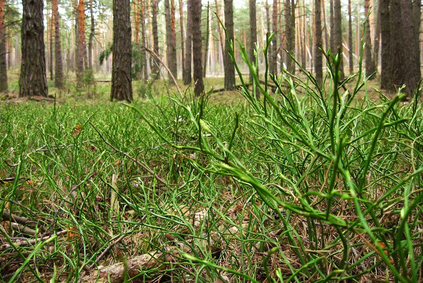 Изображение особи Vaccinium myrtillus.