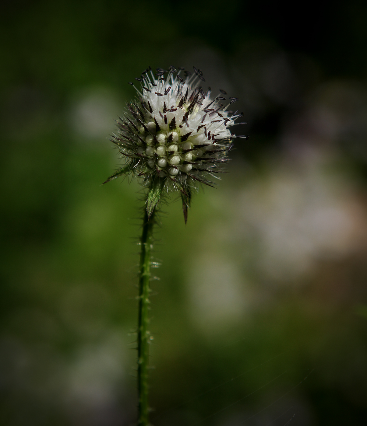 Image of Dipsacus pilosus specimen.