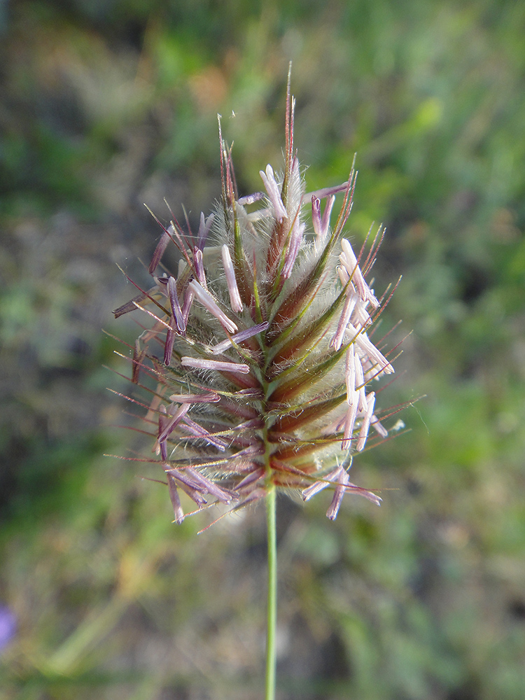 Изображение особи Agropyron distichum.