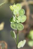 Biscutella didyma. Верхушка побега с цветками и плодами. Израиль, западные предгорья Иудейских гор, у дороги. 24.03.2008.