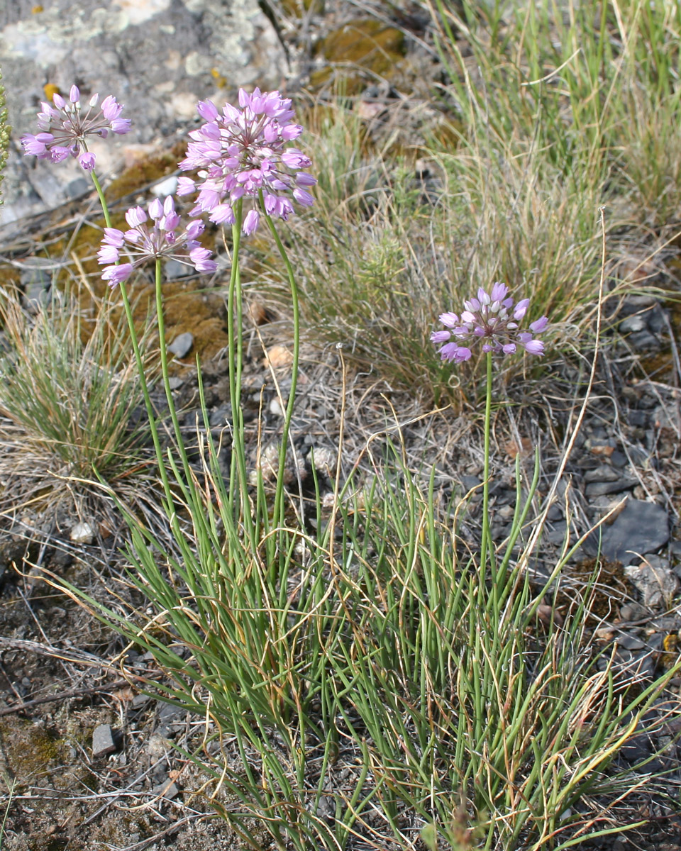 Изображение особи Allium rubens.