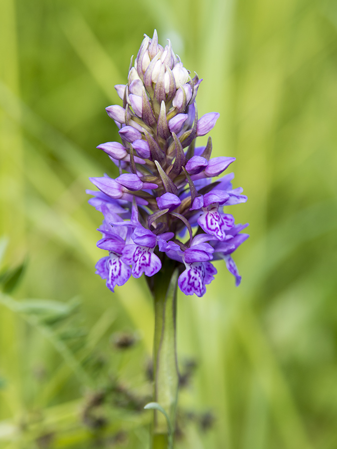 Изображение особи Dactylorhiza baltica.