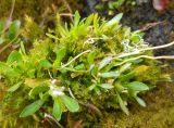 Draba ochroleuca