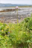 Valeriana sambucifolia