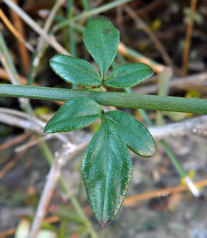 Image of genus Jasminum specimen.