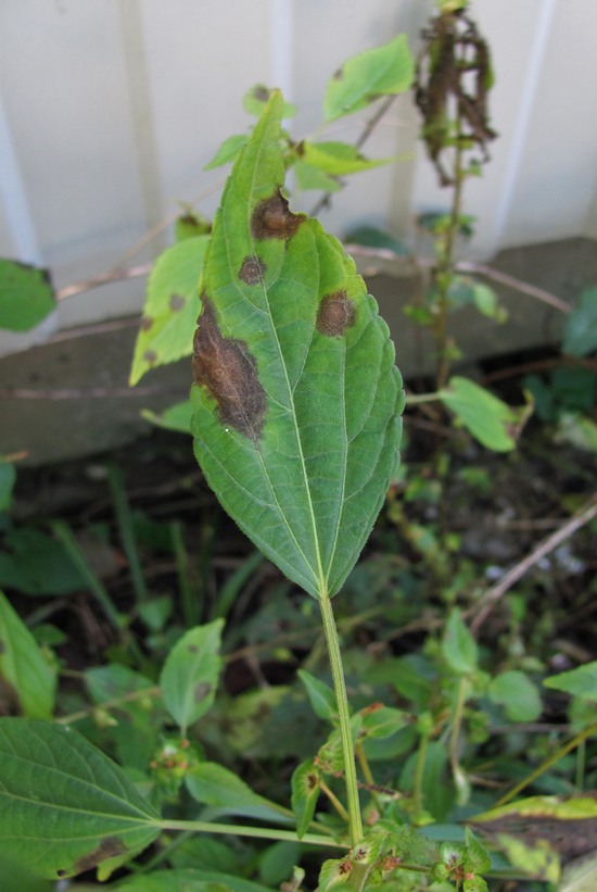 Image of Acalypha australis specimen.