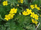 Potentilla anserina