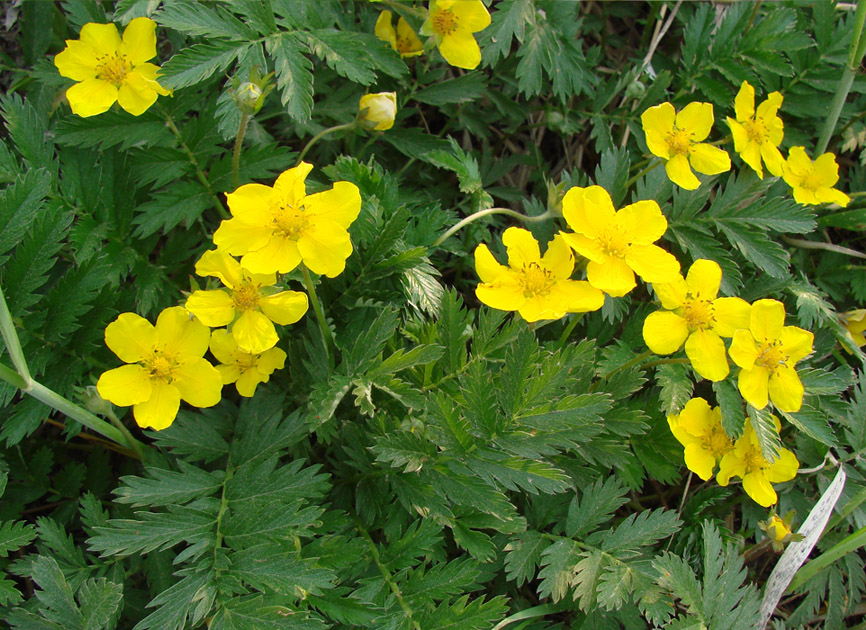 Image of Potentilla anserina specimen.