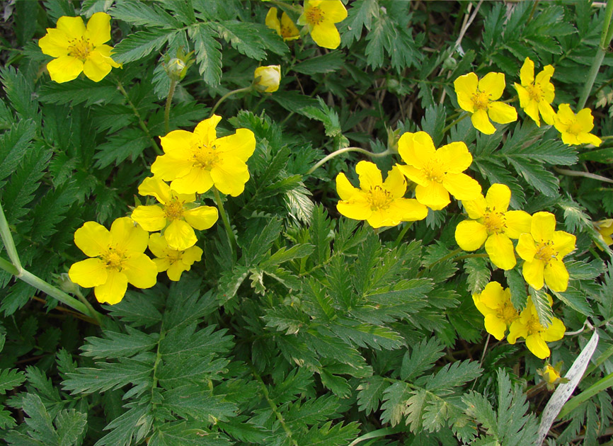 Image of Potentilla anserina specimen.